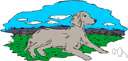 Weimaraner
