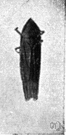 spittle insect - small leaping herbivorous insect that lives in a mass of protective froth which it and its larvae secrete
