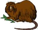 Spalacidae - mole rats