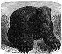 megatherium - type genus of the Megatheriidae