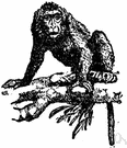 macaque - short-tailed monkey of rocky regions of Asia and Africa