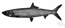 Elops - type genus of the Elopidae: tenpounder