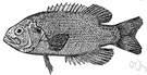 Ambloplites rupestris - game and food fish of upper Mississippi and Great Lakes