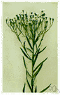 Aster ptarmicoides - tufted rigid North American perennial with loose clusters of white flowers
