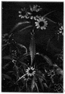 swampy beggar-ticks - bur marigold of eastern and northern United States and Canada common in wet pastures and meadows