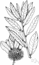 Ozark chinquapin - shrubby tree closely related to the Allegheny chinkapin but with larger leaves