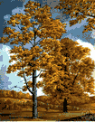 black hickory - smooth-barked North American hickory with 7 to 9 leaflets bearing a hard-shelled edible nut