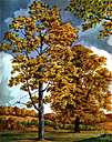 Carya tomentosa - smooth-barked North American hickory with 7 to 9 leaflets bearing a hard-shelled edible nut