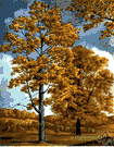 white-heart hickory - smooth-barked North American hickory with 7 to 9 leaflets bearing a hard-shelled edible nut