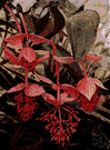 Medinilla - tropical Old World ornamental evergreen shrubs having fleshy leaves and large panicles of white pink flowers
