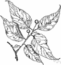 American hackberry - large deciduous shade tree of southern United States with small deep purple berries