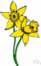 Narcissus pseudonarcissus - any of numerous varieties of Narcissus plants having showy often yellow flowers with a trumpet-shaped central crown