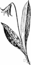 erythronium - perennial bulbous herbs most of northern United States: dogtooth violet
