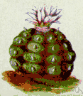 Agave atrovirens - Mexican plant used especially for making pulque which is the source of the colorless Mexican liquor, mescal
