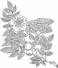 sweetbriar - Eurasian rose with prickly stems and fragrant leaves and bright pink flowers followed by scarlet hips