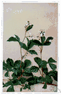 dewberry bush - any of several trailing blackberry brambles especially of North America