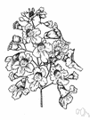 Indian bean - tree of the genus Catalpa with large leaves and white flowers followed by long slender pods