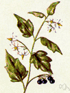 common nightshade - Eurasian herb naturalized in America having white flowers and poisonous hairy foliage and bearing black berries that are sometimes poisonous but sometimes edible