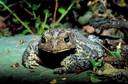 agua toad - largest known toad species