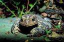 Bufo marinus - largest known toad species