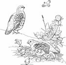 genus Colinus - New World quail: the bobwhites