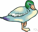 genus Aythya - canvasback