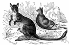 brush kangaroo - any of various small or medium-sized kangaroos