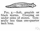 platyhelminth - parasitic or free-living worms having a flattened body