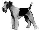 wire-haired terrier - a terrier with wiry hair