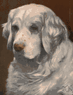 Clumber spaniel - a thickset spaniel with longish silky hair