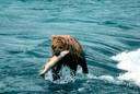 Kodiak - brown bear of coastal Alaska and British Columbia
