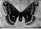 Hyalophora cecropia - North American silkworm moth