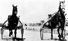 trotting horse - a horse trained to trot