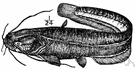 European catfish - large elongated catfish of central and eastern Europe