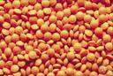 Zyloprim - a drug (trade name Zyloprim) used to treat gout and other conditions in which there is an excessive buildup of uric acid