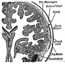 meninges - a membrane (one of 3) that envelops the brain and spinal cord