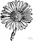 genus Bellis - daisy