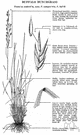 bunchgrass - any of various grasses of many genera that grow in tufts or clumps rather than forming a sod or mat