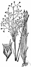 silk grass - valuable forage grass of dry upland areas and plains of western North America to northern Mexico