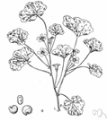 Malva neglecta - annual Old World plant with clusters of pink or white flowers