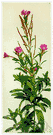 Epilobium hirsutum - plant of Europe and Asia having purplish-red flowers and hairy stems and leaves