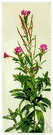 hairy willowherb - plant of Europe and Asia having purplish-red flowers and hairy stems and leaves