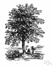 calabash - tropical American evergreen that produces large round gourds