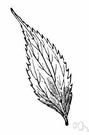 acuminate leaf - a leaf narrowing to a slender point