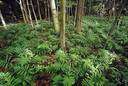 evergreen wood fern - North American fern with evergreen fronds
