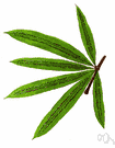 Oleandra mollis - tropical fern having leathery fronds resembling oleander