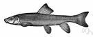 Catostomus - type genus of the family Catostomidae