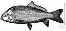 buffalofish - any of several large suckers of the Mississippi valley