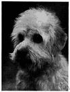 Dandie Dinmont terrier - a breed of small terrier with long wiry coat and drooping ears