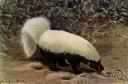 Conepatus leuconotus - large naked-muzzled skunk with white back and tail